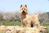 CAIRN TERRIER 228